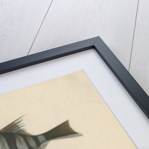 Studies of two fishes by Sarah Stone