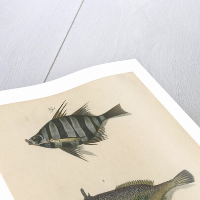 Studies of two fishes by Sarah Stone