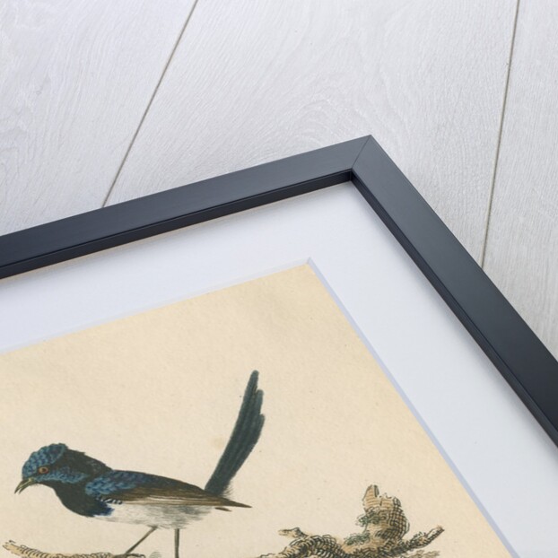 'Superb warblers' by Sarah Stone