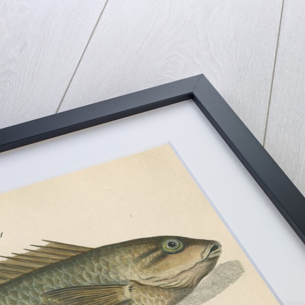 Two marine studies by Sarah Stone