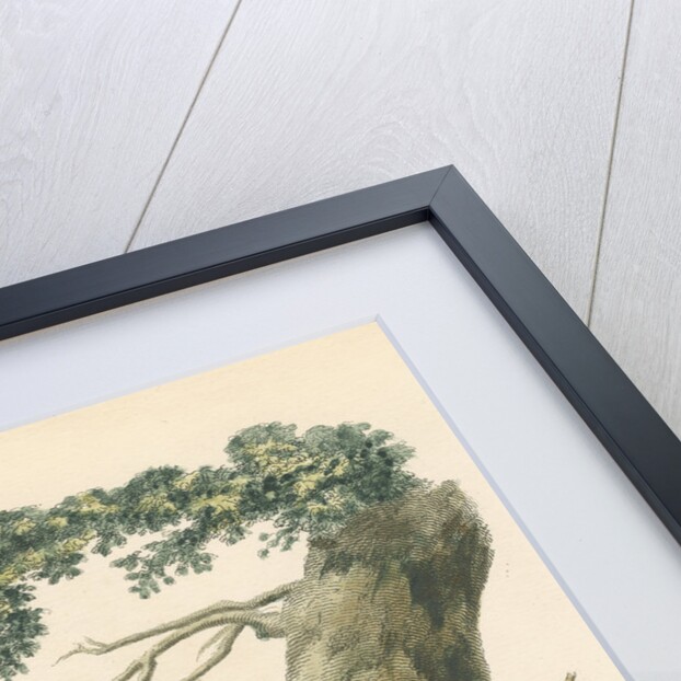 'Wha-Tapoua Roo' [Common brushtail possum] by Mortimer