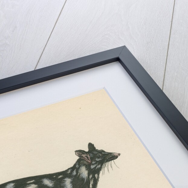 'A Tapoa Tafa' [Eastern quoll] by Charles Catton the younger