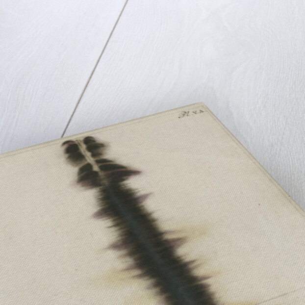 Brass wire explosion pattern by Anonymous