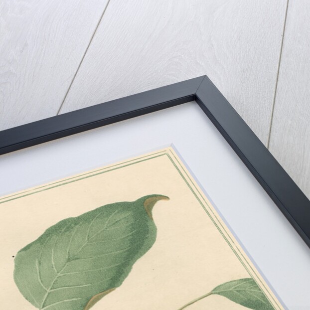 'The Rambootan' and 'Poolasang' by Thomas Medland