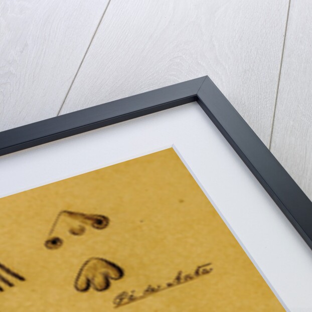 Picture-writing of a dolphin and the feet of tapir by Richard Spruce