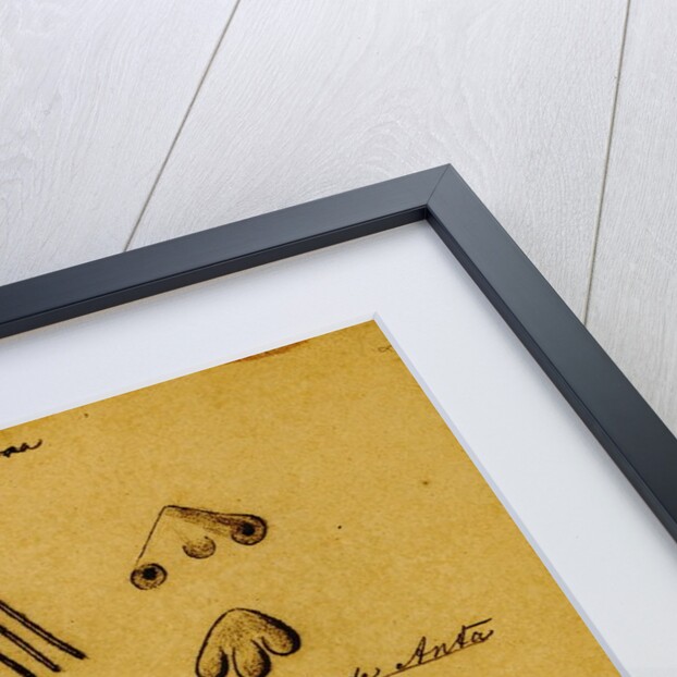 Picture-writing of a dolphin and the feet of tapir by Richard Spruce