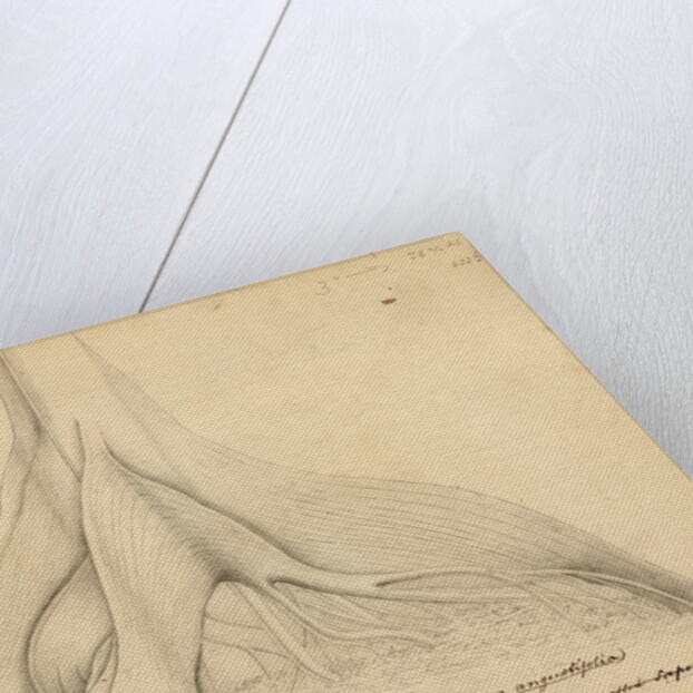 Buttresses of a Leguminous tree by Richard Spruce