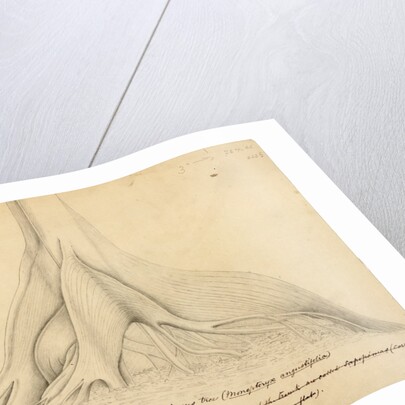 Buttresses of a Leguminous tree by Richard Spruce