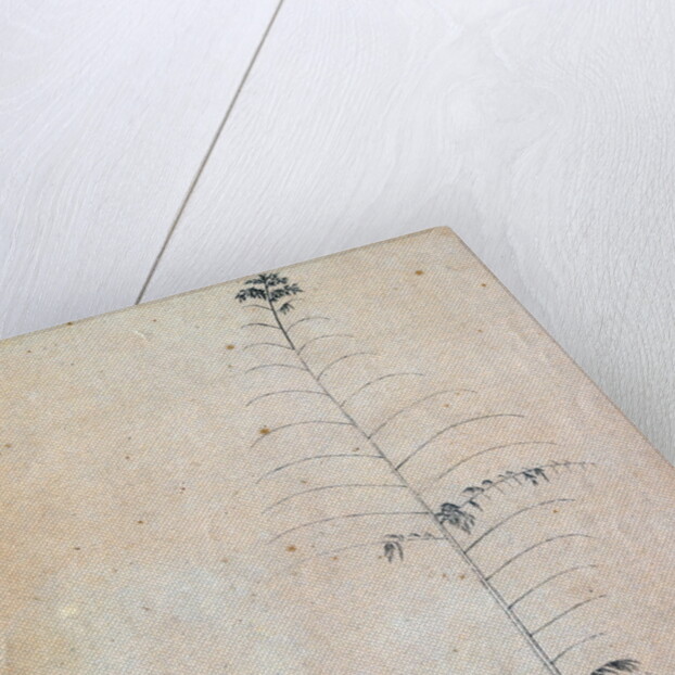 Bamboo sketch by Richard Spruce