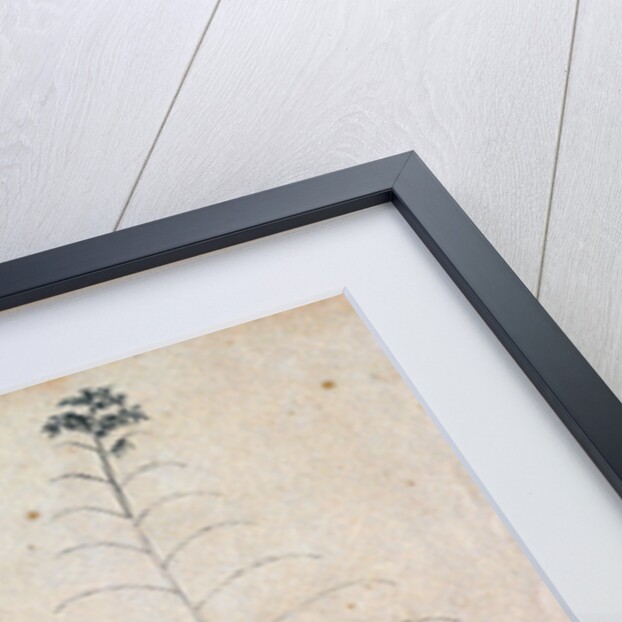 Bamboo sketch by Richard Spruce