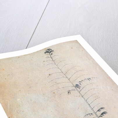 Bamboo sketch by Richard Spruce