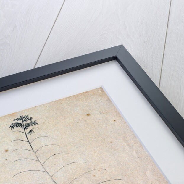 Bamboo sketch by Richard Spruce