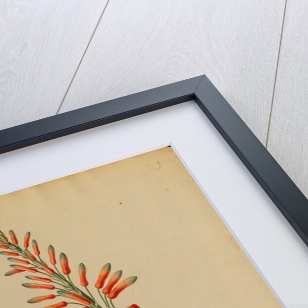 Aloe africana by Georg Dionysius Ehret