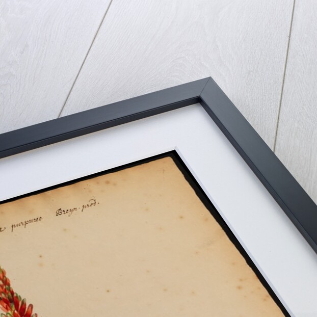 Aloe succotrina by Jacob van Huysum