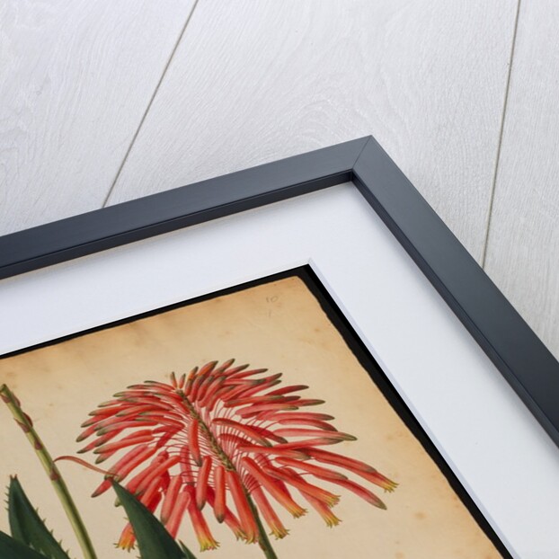 Aloe africana by Georg Dionysius Ehret