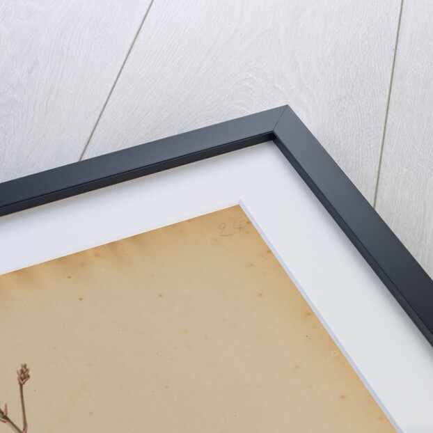 Aloe africana by Georg Dionysius Ehret