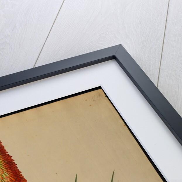 Aloe africana by Georg Dionysius Ehret