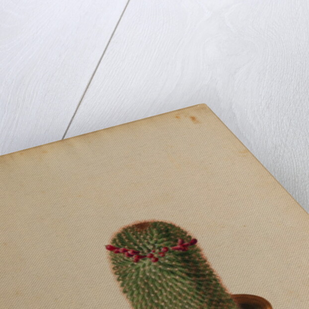 Melocactus americana minor Boerh by Georg Dionysius Ehret