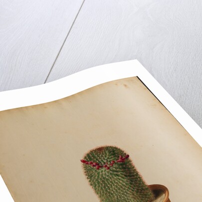 Melocactus americana minor Boerh by Georg Dionysius Ehret