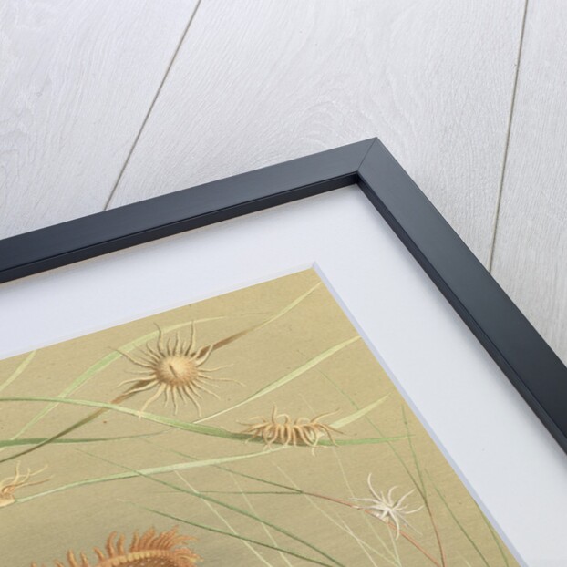 ‘Ragactis, Anemonia, Aiptasia…' [Sea anemones] by Werner & Winter GmbH