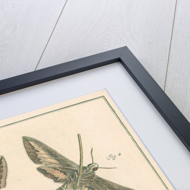 Striped hawk moth by Johann Rudolf Schellenbur