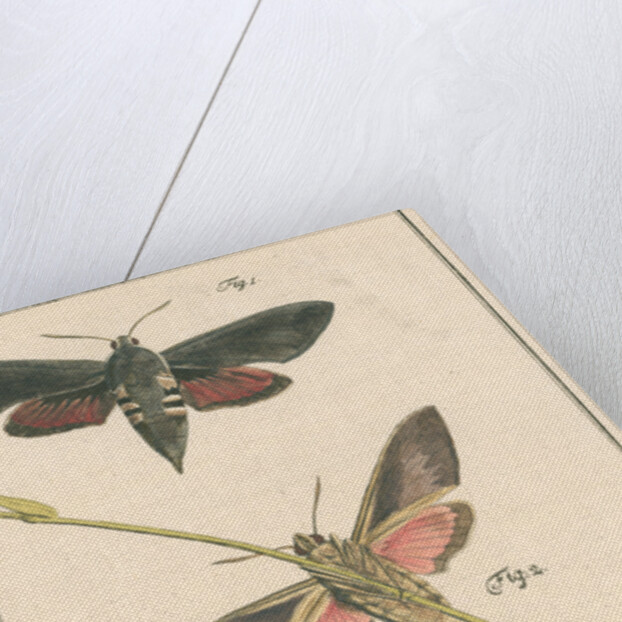 Studies of two moths by Johann Rudolf Schellenbur