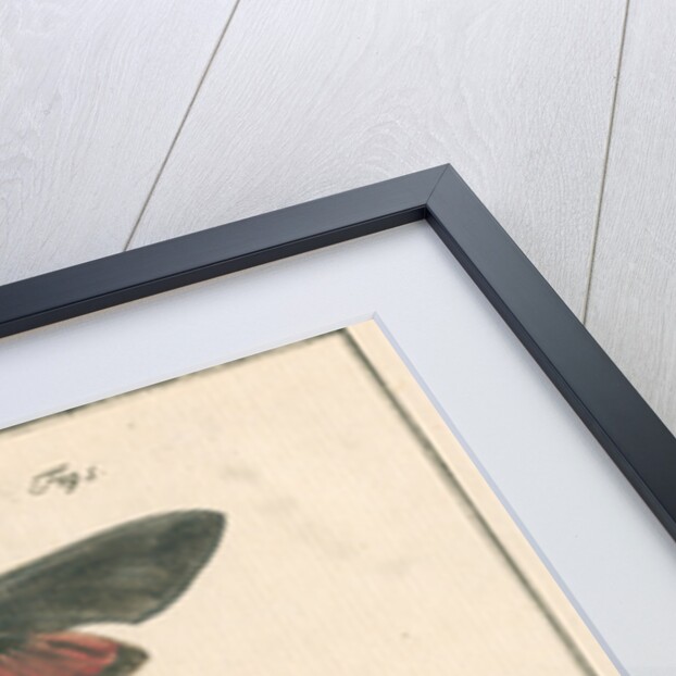 Studies of two moths by Johann Rudolf Schellenbur