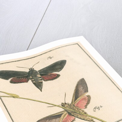 Studies of two moths by Johann Rudolf Schellenbur