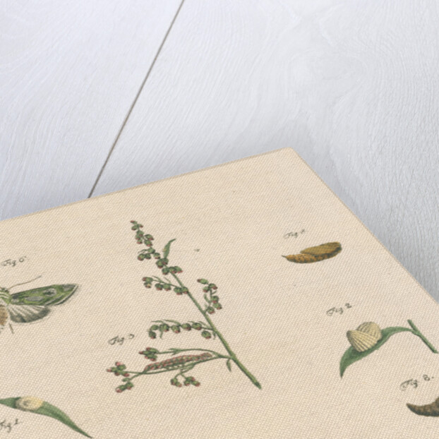 Green silver-spangled shark moth by Johann Rudolf Schellenbur