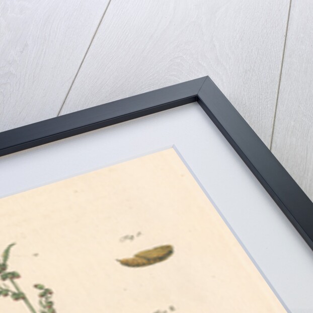 Green silver-spangled shark moth by Johann Rudolf Schellenbur