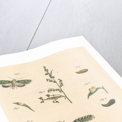 Green silver-spangled shark moth by Johann Rudolf Schellenbur