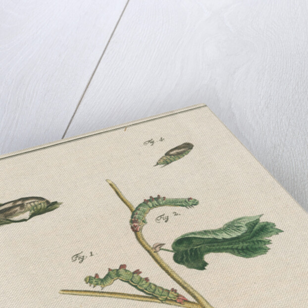 Large emerald moth by Johann Rudolf Schellenbur