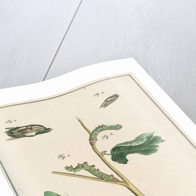 Large emerald moth by Johann Rudolf Schellenbur