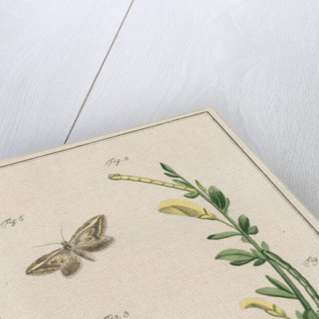 Broom moth by Johann Rudolf Schellenbur