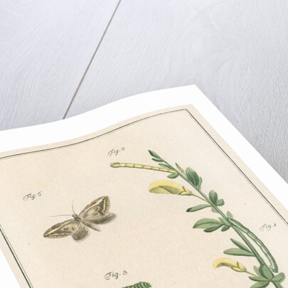 Broom moth by Johann Rudolf Schellenbur