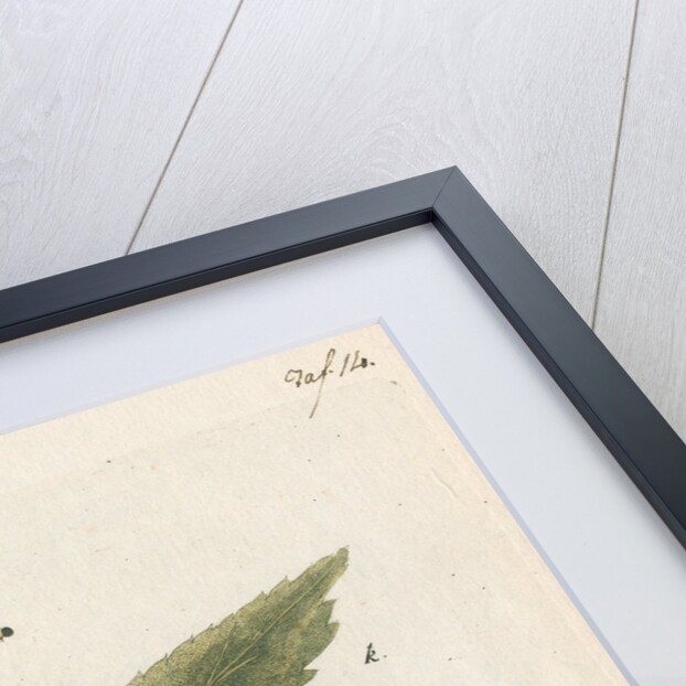 Nettle-tree butterfly by Johann Rudolf Schellenbur