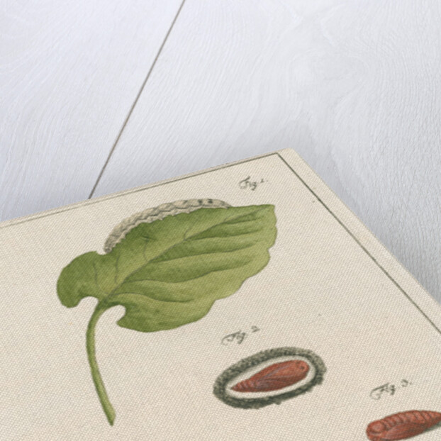 Langmaid's yellow underwing moth by Johann Rudolf Schellenbur