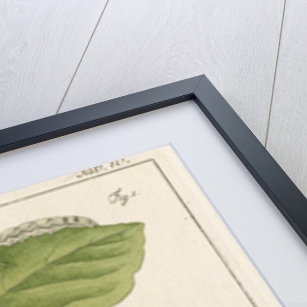 Langmaid's yellow underwing moth by Johann Rudolf Schellenbur