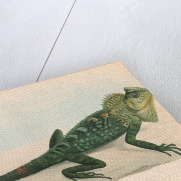 Lophyrus tigrinus by Unknown