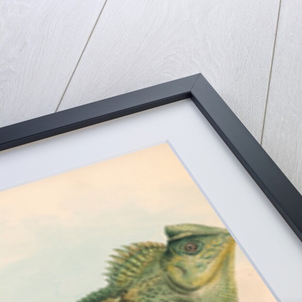 Lophyrus tigrinus by Unknown