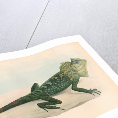 Lophyrus tigrinus by Unknown