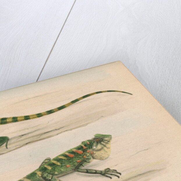 Lophyrus kuhlii by Unknown