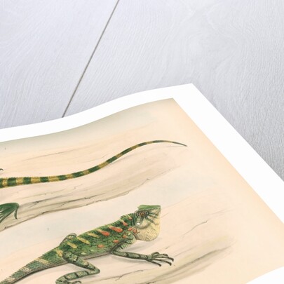 Lophyrus kuhlii by Unknown