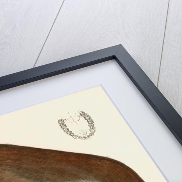 Colobus verus by unknown