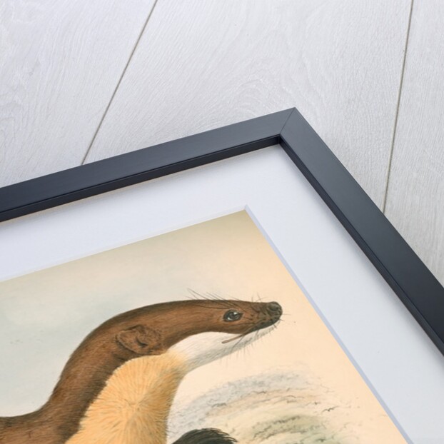 Mustela (martes) Henricii by unknown