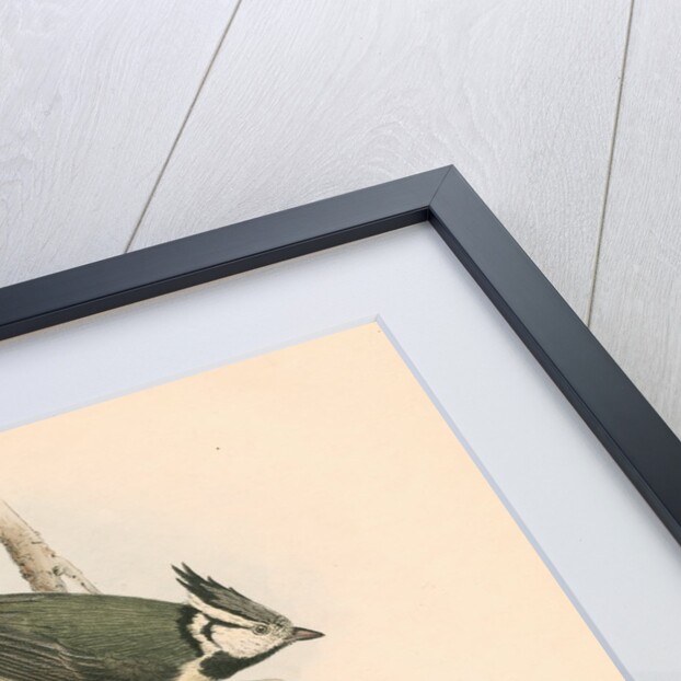 Studies of three birds by unknown