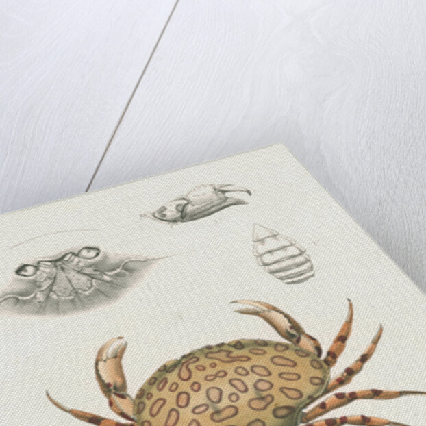 Studies of three crabs by Unknown