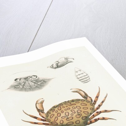 Studies of three crabs by Unknown