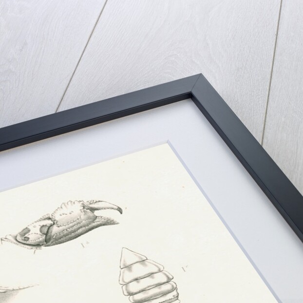 Studies of three crabs by unknown