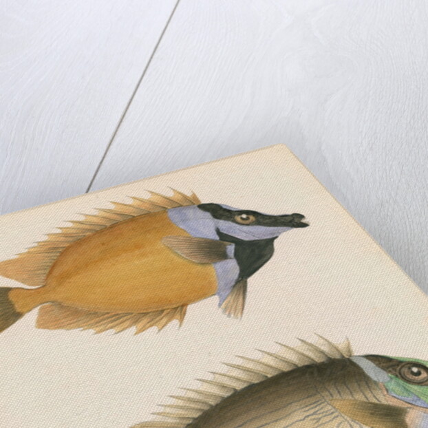Studies of two fishes by Unknown